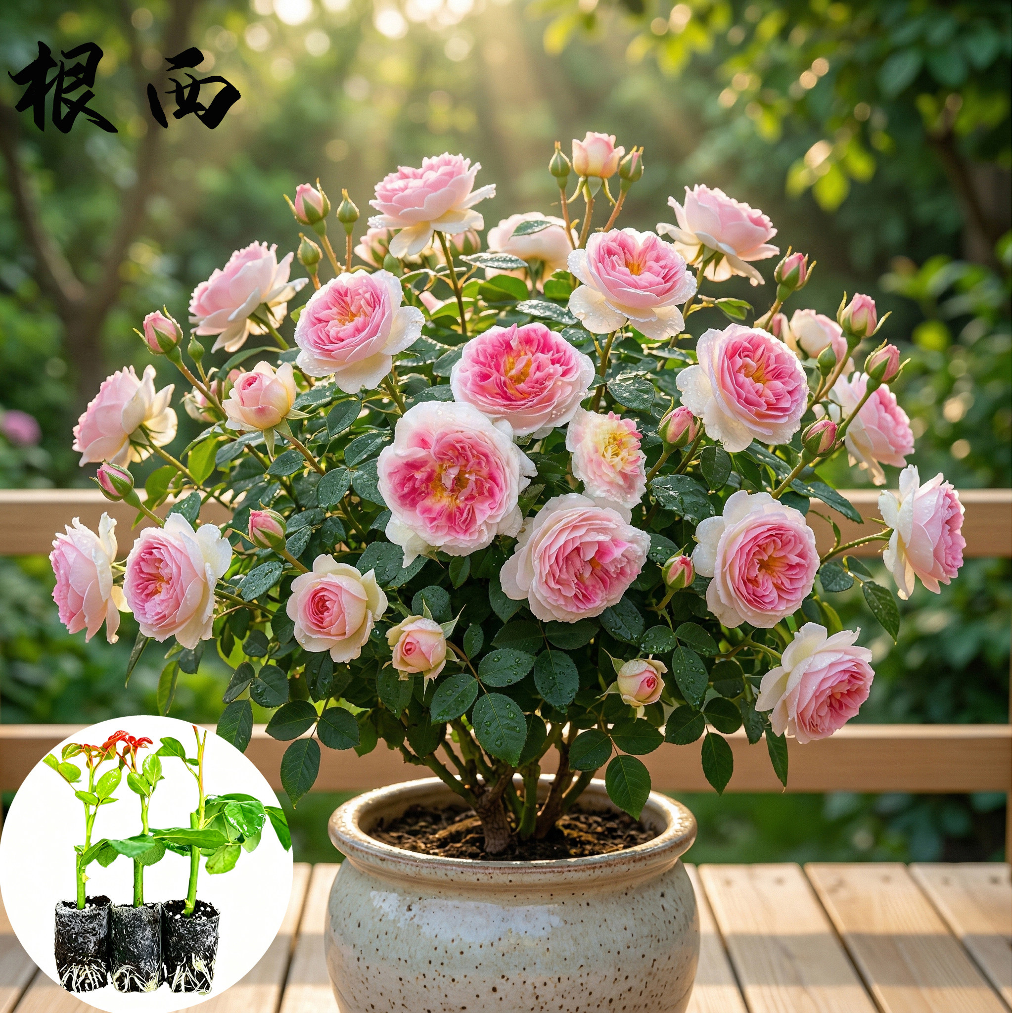 根西月季花苗小苗大花浓香品种月季苗阳台庭院绿植盆栽花园花卉