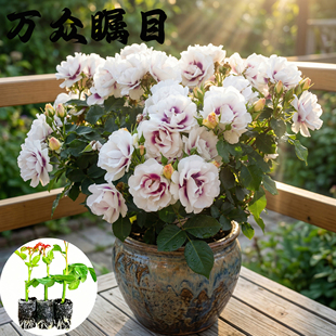 万众瞩目月季花苗小苗大花浓香品种月季苗阳台庭院绿植盆栽花卉