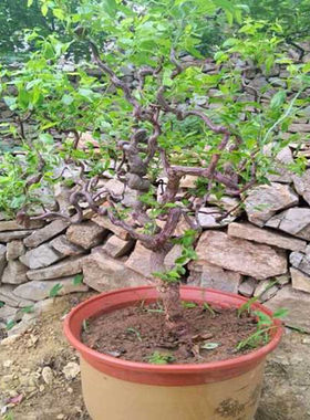 又名南方种植嫁接枣树苗