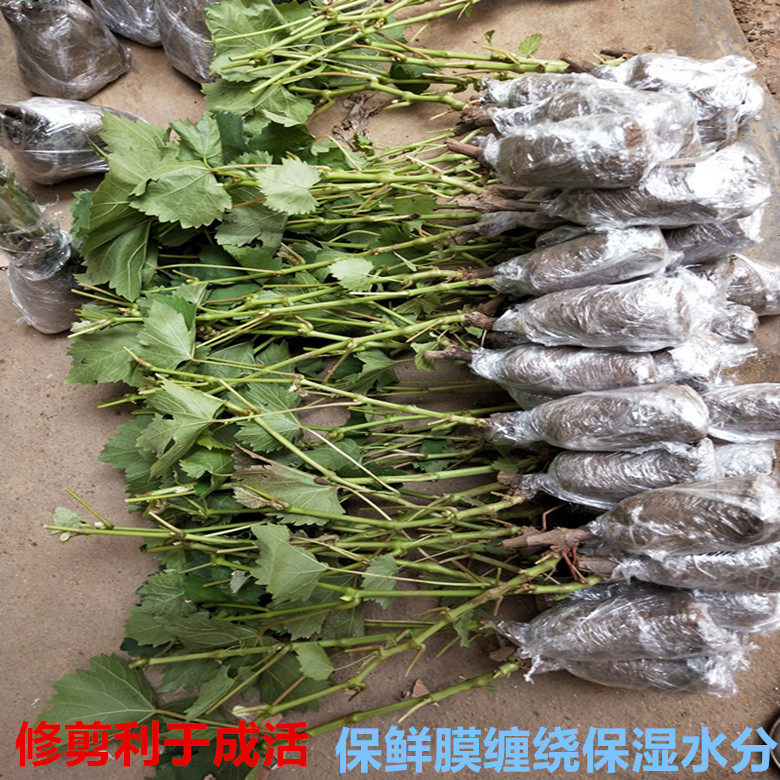 沪太八号葡萄苗 冰葡萄苗 果树苗 全国适宜栽植 当年结果