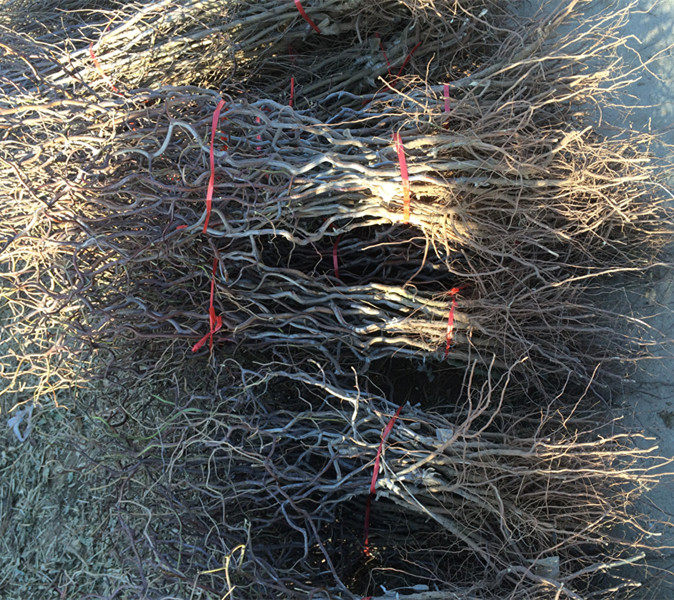 盘龙枣树珍奇品种-龙须枣(龙枣,龙爪枣,蟠龙枣)盆栽枣树苗包邮