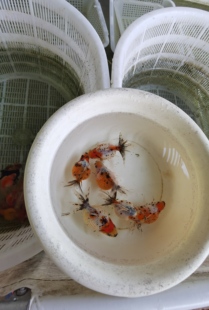 江苏苏北农家自养淡水鱼苗淡水鱼苗淡水鱼苗淡水鱼苗淡水鱼苗