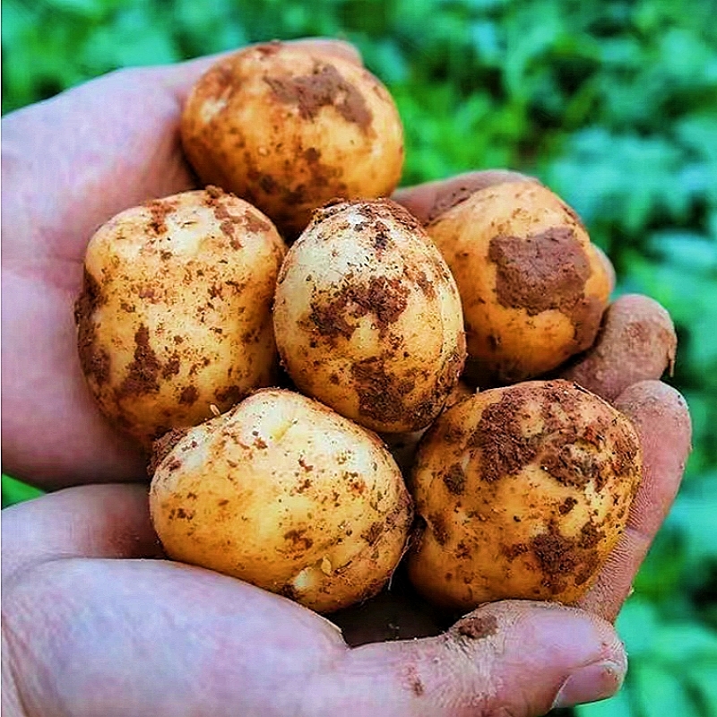 超恩施黄皮黄心小土豆迷你新鲜富硒洋芋大马铃薯农家自种批发商用