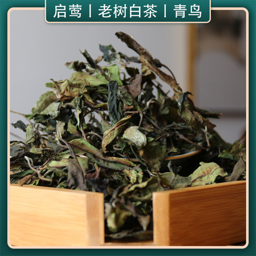 启莺云南白茶老树白莺山青鸟花香