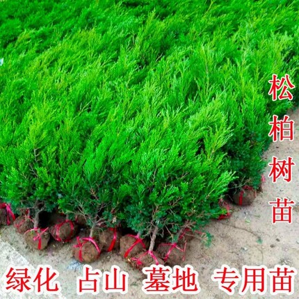 清明松绿化扫墓松圆柏树苗工程松树园林侧柏坟前龙柏苗公园清明节
