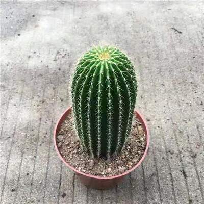 仙人球仙人掌室内绿植盆栽多头金冠好养净化空气四季开花多肉植物