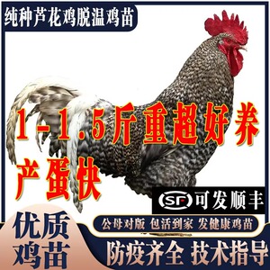 纯种一斤半斤芦花鸡活苗小鸡脱温