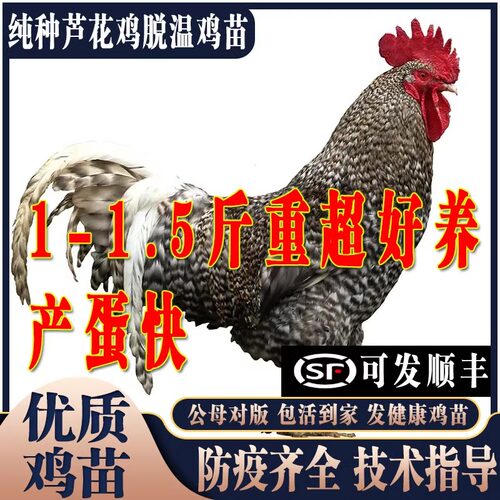 纯种一斤半斤芦花鸡活苗小鸡脱温