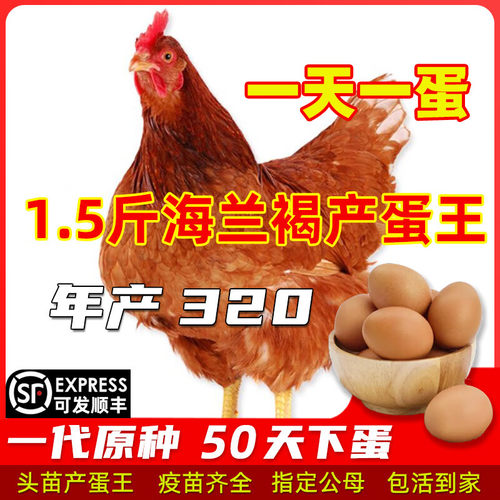 小鸡活苗1.5斤重海兰褐鸡活苗青年鸡蛋鸡活苗半大青年鸡苗下蛋鸡