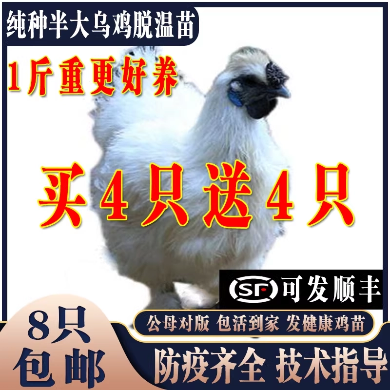 纯种乌骨鸡活苗一斤半斤鸡脱温苗