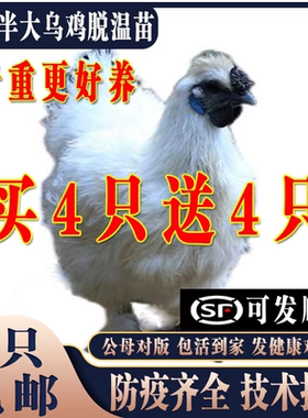 鸡活苗纯种散养泰和乌鸡活苗乌骨鸡活苗白凤泰和乌鸡半大脱温鸡苗