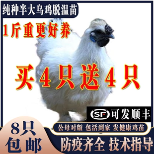 鸡活苗纯种散养泰和乌鸡活苗乌骨鸡活苗白凤泰和乌鸡半大脱温鸡苗