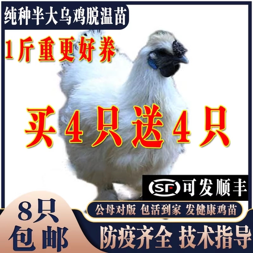 纯种乌骨鸡活苗一斤半斤鸡脱温苗