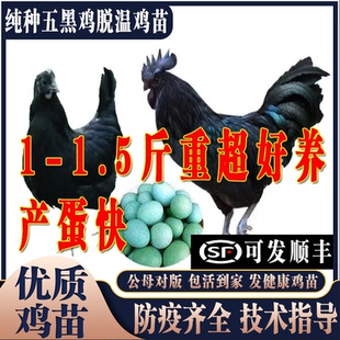 纯种五黑鸡苗五黑鸡活苗五黑一绿鸡活体下蛋鸡苗脱温鸡小鸡仔活苗