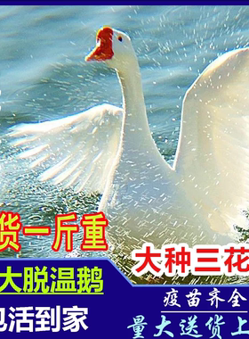 散养纯种大种白鹅大白鹅苗活苗三花鹅白鹅苗活体活鹅快递包活到家