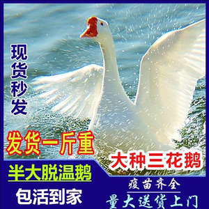 纯种三花鹅小鹅活苗半大脱温鹅苗