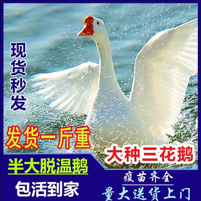纯种三花鹅小鹅活苗半大脱温鹅苗