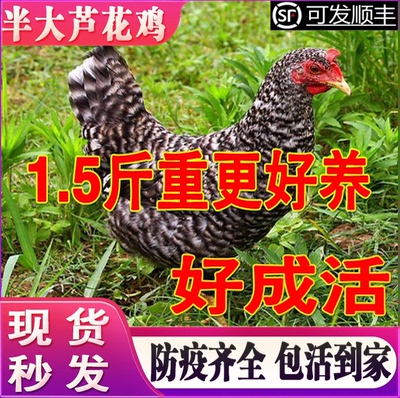 纯种芦花鸡活苗小鸡活苗包活到家