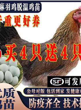 产蛋王鸡活苗一斤一斤半蛋鸡活苗