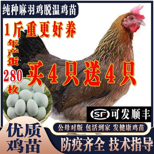 鸡活苗纯种高产麻羽鸡活苗绿壳蛋鸡活苗脱温苗产蛋王鸡活苗小鸡活