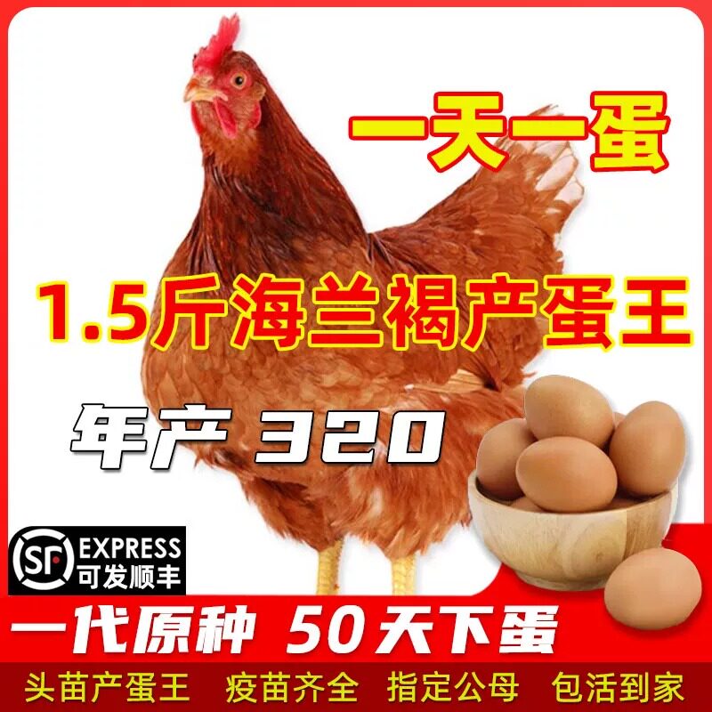1.5斤海兰褐活苗蛋鸡活苗下蛋鸡