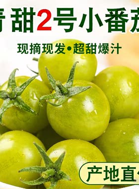 青口蜜小番茄绿色西红柿正宗梦想青甜2号翠玉樱桃小番茄圣女果甜