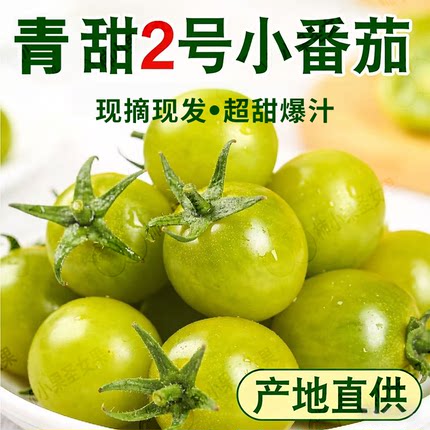 青口蜜小番茄绿色西红柿正宗梦想青甜2号翠玉樱桃小番茄圣女果甜