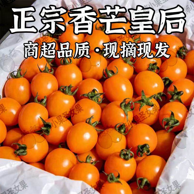 金芒皇后黄色纯甜小番茄橘橙色千禧番茄黄芒果番茄黄金一号小番茄