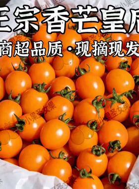 金芒皇后黄色纯甜小番茄橘橙色千禧番茄黄芒果番茄黄金一号小番茄