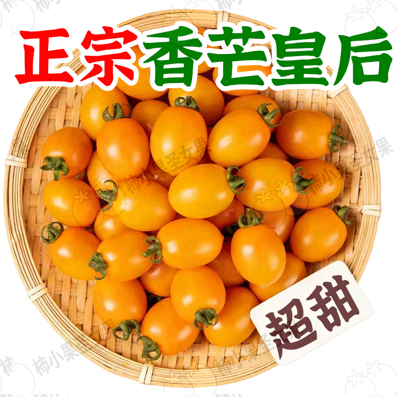 芒果皇后番茄香芒小番茄橙色小番茄金皇后小番茄金沙皇后番茄新鲜