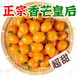 芒果皇后番茄香芒小番茄橙色小番茄金皇后小番茄金沙皇后番茄新鲜