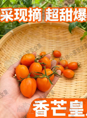 香芒皇后樱桃番茄黄色圣女果小番茄新鲜自然熟小西红柿黄色千禧果