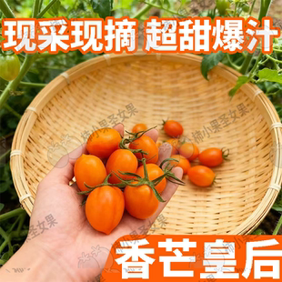 香芒皇后樱桃番茄黄色圣女果小番茄新鲜自然熟小西红柿黄色千禧果