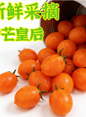 黄金圣女果小番茄纯甜千禧小番茄黄色番茄蕃茄皇后小西红柿黄5斤