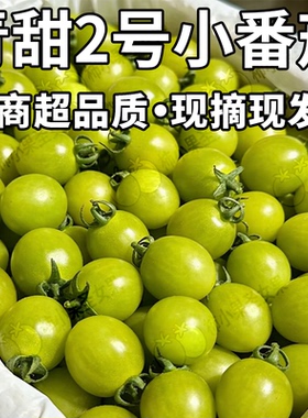 青甜小番茄绿色玲珑千禧小番茄超甜圣女果绿西红柿清甜二号小柿子