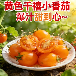 黄色小番茄黄金圣女果千禧果超甜小番茄黄番茄新鲜自然熟小黄柿子