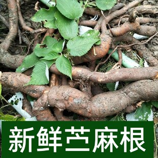 新鲜白麻青麻老根现挖正宗苎麻根泡酒料纯天然狗屎木千金藤金钟根