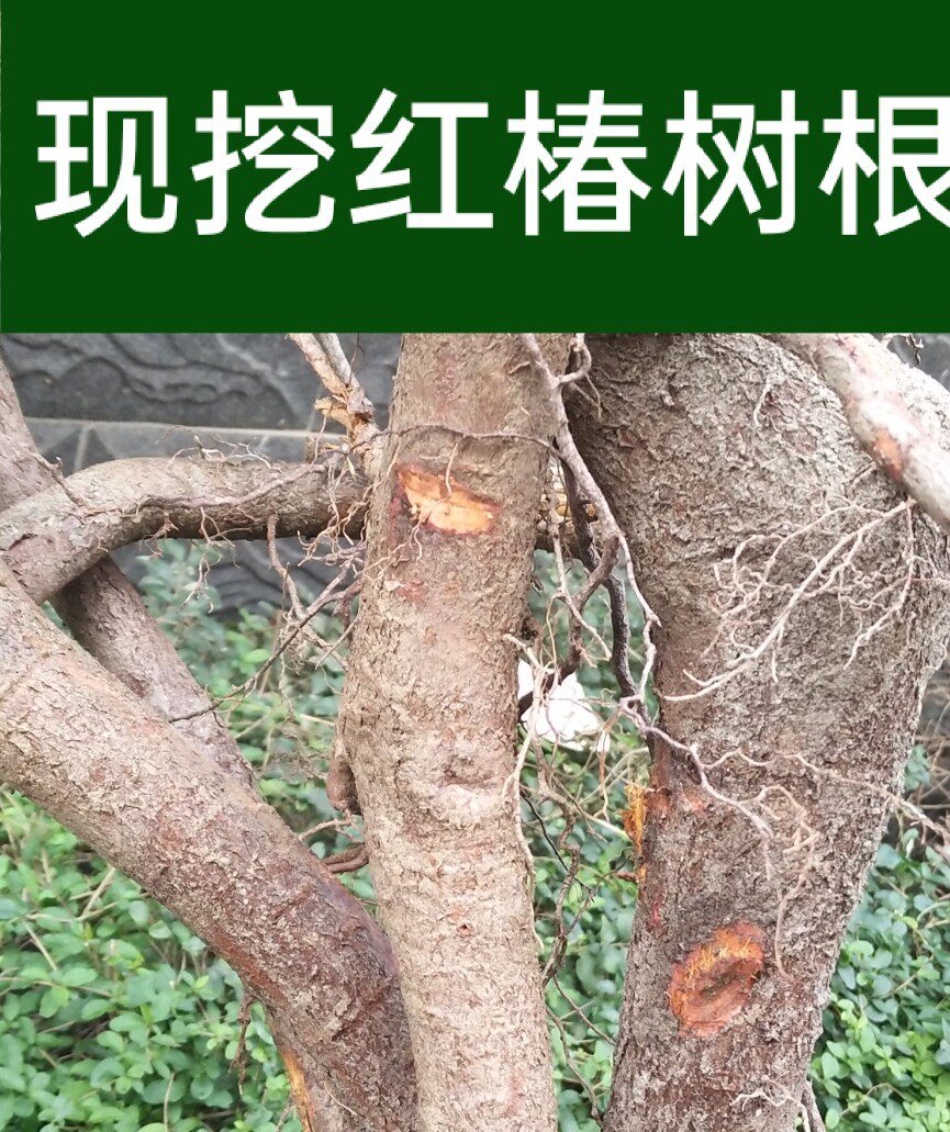 中药材新鲜椿树根红椿树根香椿树树根正宗椿树根