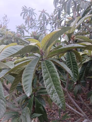 中药材包邮无农药清热煲汤原料新鲜枇杷叶偏方现摘琵琶叶枇杷茶