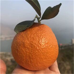汉源黄果柑黄金果新鲜孕妇水果柑橘10斤包邮现摘现发