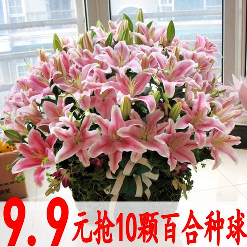 香水百合花盆栽质量怎么样 香水百合花盆栽口碑怎么样 小麦优选