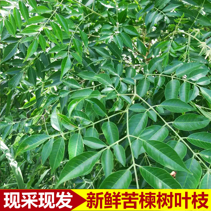 农家野生苦楝树叶 新鲜苦楝叶 中草药外用野菜熬水泡洗 500g包邮