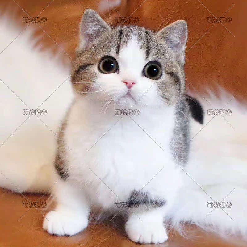曼基康矮脚猫纯种活体美短?#24433;?#36215;司矮脚猫短腿小奶猫宠物猫可上门