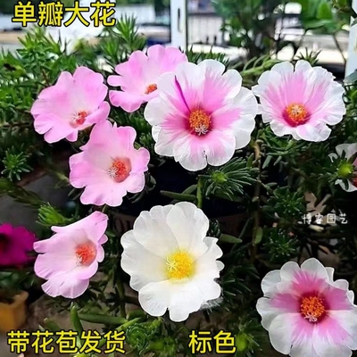 单瓣混色阳台种植易活松叶牡丹