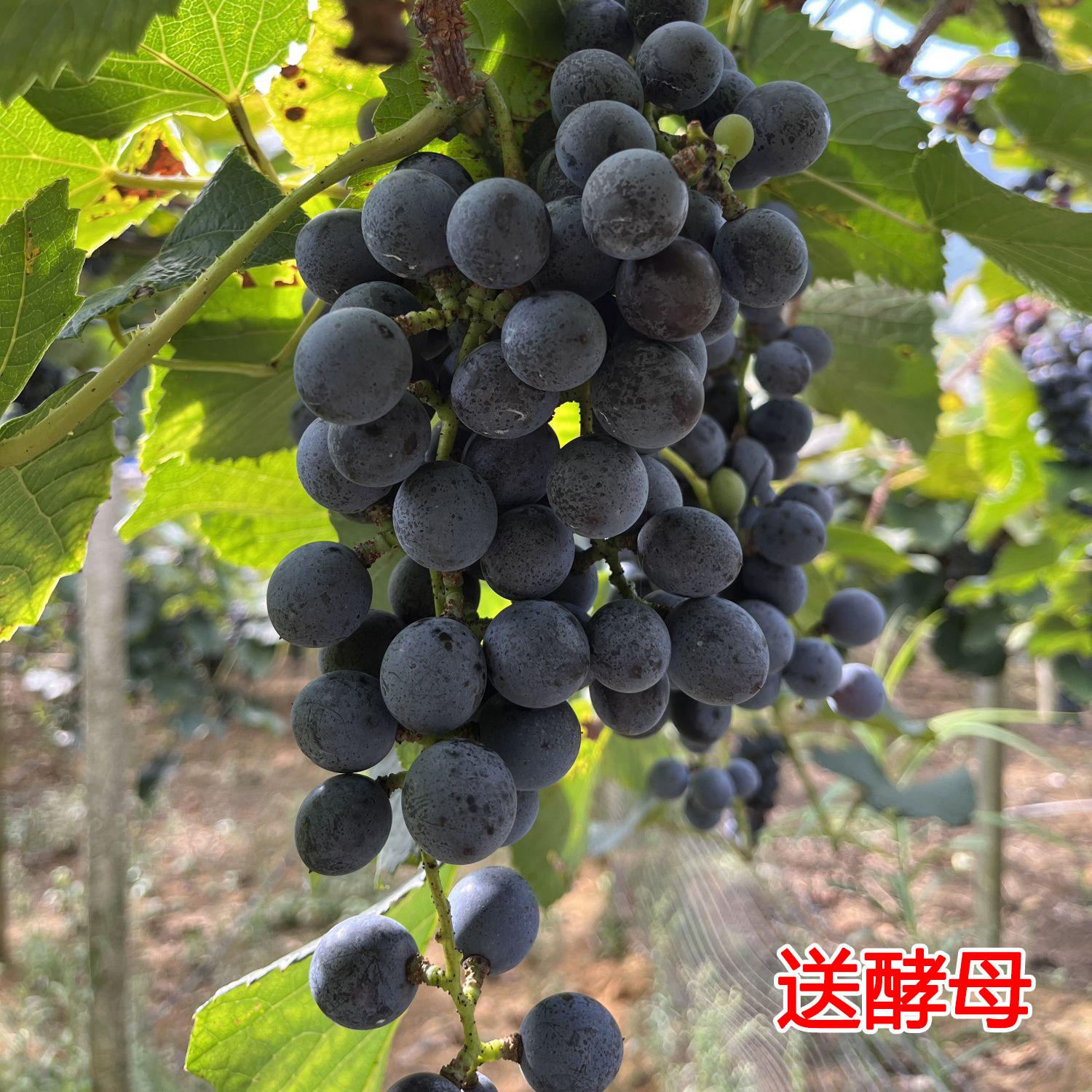 新鲜酿酒山葡萄顺丰包邮