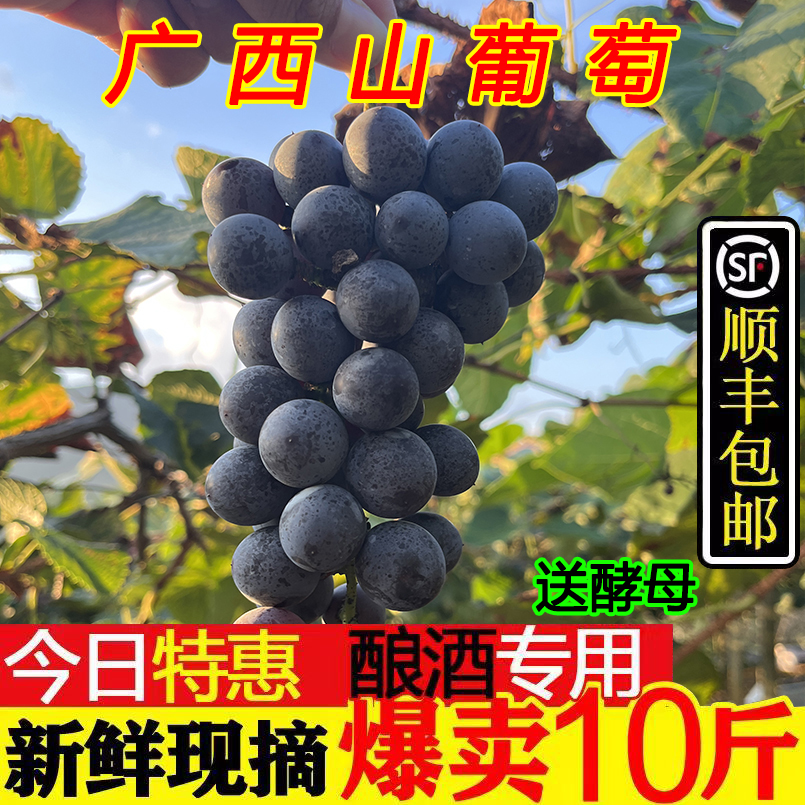 顺丰包邮广西酿酒山葡萄泡酒野葡萄山葡萄酒非巨峰夏黑赤霞珠现货