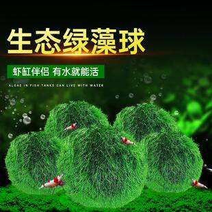 绿藻球水族箱小鱼缸造景装饰真水草水生植物活体前景草懒人水藻球