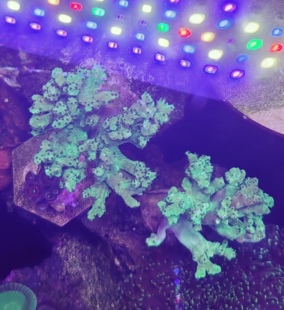 荧光圣诞树珊瑚 软体珊瑚好养 实物如图 小母体尺寸 6-7