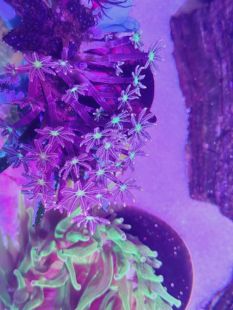 金边大手手星花珊瑚 金边绿心大手星花珊瑚 养定老货