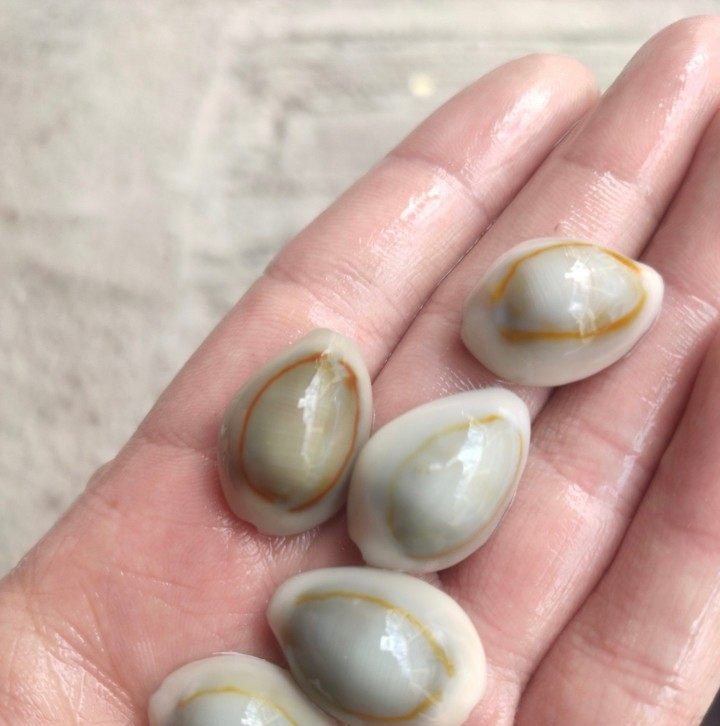 金环宝螺 金边宝贝螺海水缸除藻 吃丝藻褐藻比牛眼螺蝾螺颜值高